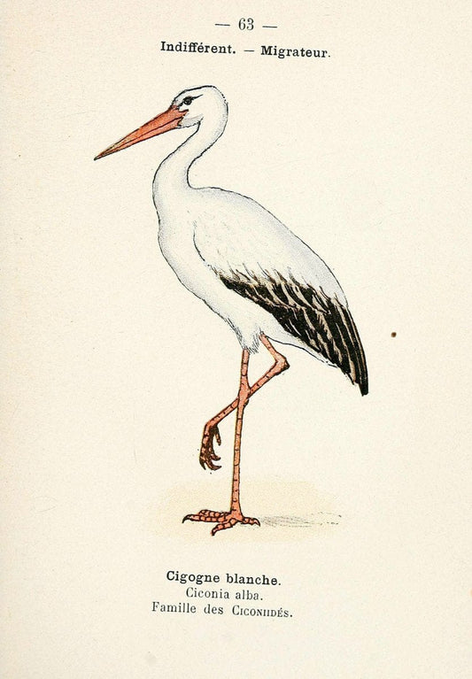 Atlas de poche des oiseaux de France, Suisse, et Belgique, utiles ou nuisibles. ser.1Par | Atlases Belgium Birds France Switzerland SIL | Vintage Print Reproduction 458673