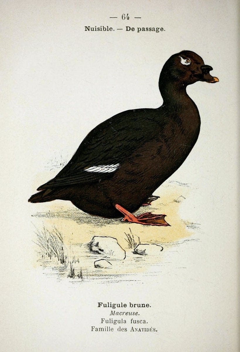 Atlas de poche des oiseaux de France, Suisse, et Belgique, utiles ou nuisibles :.Paris : | Atlases Belgium Birds France Switzerland | Vintage Print Reproduction 458674