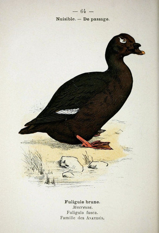 Atlas de poche des oiseaux de France, Suisse, et Belgique, utiles ou nuisibles :.Paris : | Atlases Belgium Birds France Switzerland | Vintage Print Reproduction 458674
