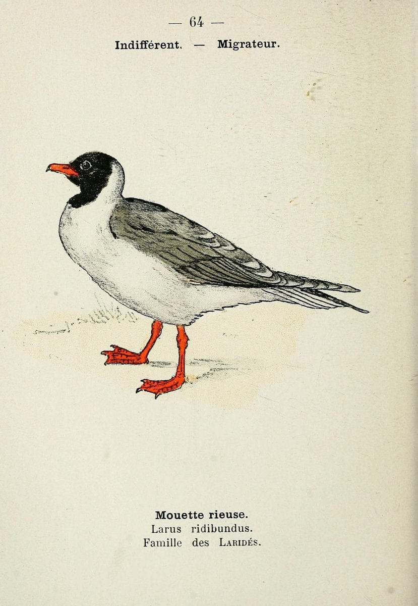 Atlas de poche des oiseaux de France, Suisse, et Belgique, utiles ou nuisibles. ser.1Par | Atlases Belgium Birds France Switzerland SIL | Vintage Print Reproduction 458675