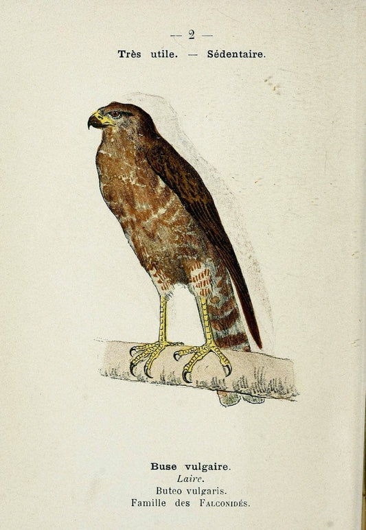 Atlas de poche des oiseaux de France, Suisse, et Belgique, utiles ou nuisibles. ser.1Par | Atlases Belgium Birds France Switzerland SIL | Vintage Print Reproduction 458677