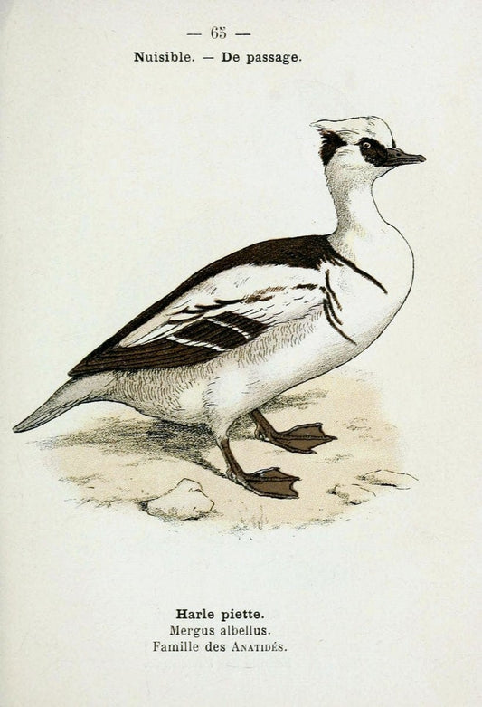Atlas de poche des oiseaux de France, Suisse, et Belgique, utiles ou nuisibles :.Paris : | Atlases Belgium Birds France Switzerland | Vintage Print Reproduction 458678