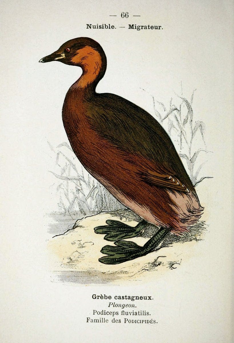Atlas de poche des oiseaux de France, Suisse, et Belgique, utiles ou nuisibles :.Paris : | Atlases Belgium Birds France Switzerland | Vintage Print Reproduction 458680