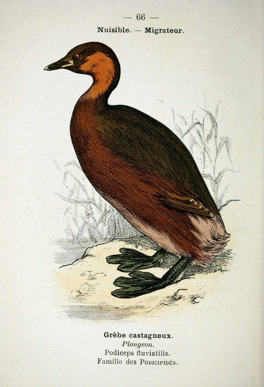 Atlas de poche des oiseaux de France, Suisse, et Belgique, utiles ou nuisibles :.Paris : | Atlases Belgium Birds France Switzerland | Vintage Print Reproduction 458680