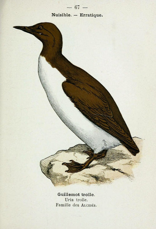 Atlas de poche des oiseaux de France, Suisse, et Belgique, utiles ou nuisibles :.Paris : | Atlases Belgium Birds France Switzerland | Vintage Print Reproduction 458682
