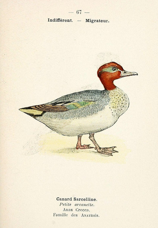 Atlas de poche des oiseaux de France, Suisse, et Belgique, utiles ou nuisibles. ser.1Par | Atlases Belgium Birds France Switzerland SIL | Vintage Print Reproduction 458683