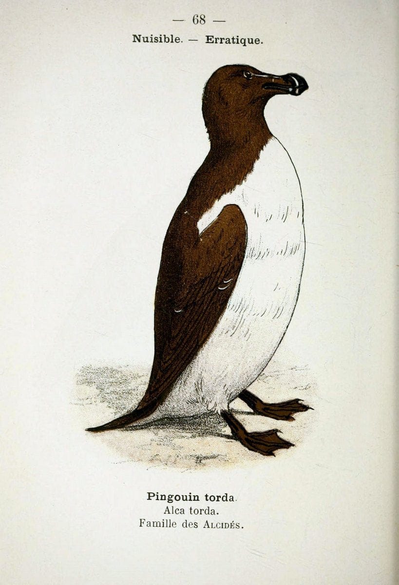 Atlas de poche des oiseaux de France, Suisse, et Belgique, utiles ou nuisibles :.Paris : | Atlases Belgium Birds France Switzerland | Vintage Print Reproduction 458684