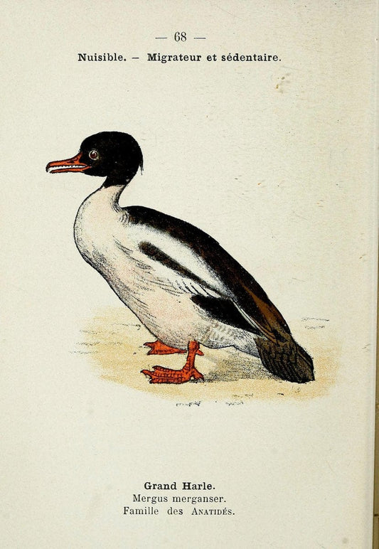 Atlas de poche des oiseaux de France, Suisse, et Belgique, utiles ou nuisibles. ser.1Par | Atlases Belgium Birds France Switzerland SIL | Vintage Print Reproduction 458685