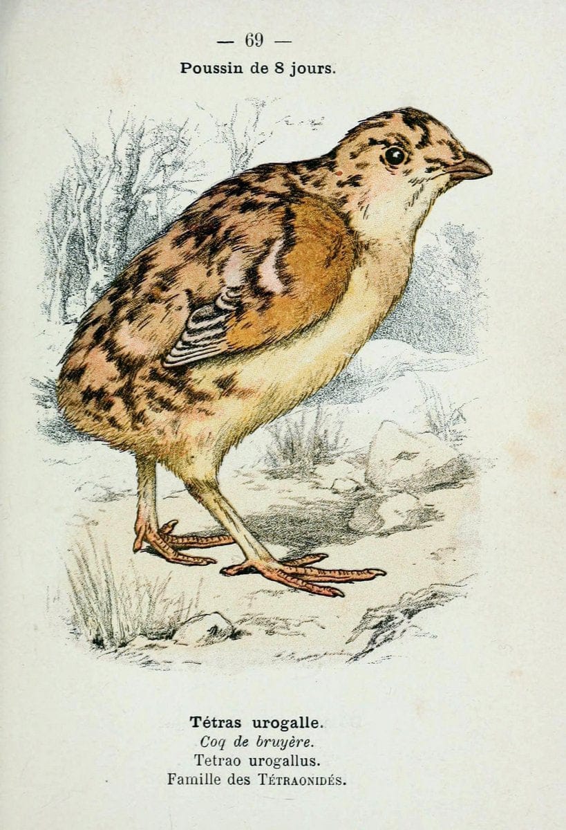 Atlas de poche des oiseaux de France, Suisse, et Belgique, utiles ou nuisibles :.Paris : | Atlases Belgium Birds France Switzerland | Vintage Print Reproduction 458686