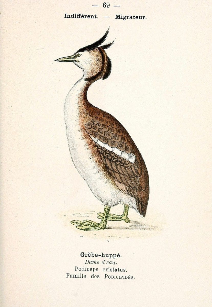 Atlas de poche des oiseaux de France, Suisse, et Belgique, utiles ou nuisibles. ser.1Par | Atlases Belgium Birds France Switzerland SIL | Vintage Print Reproduction 458687