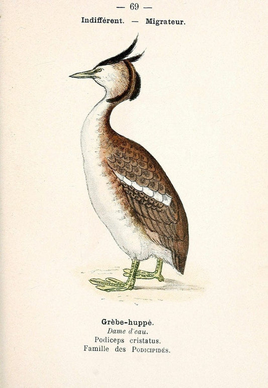 Atlas de poche des oiseaux de France, Suisse, et Belgique, utiles ou nuisibles. ser.1Par | Atlases Belgium Birds France Switzerland SIL | Vintage Print Reproduction 458687