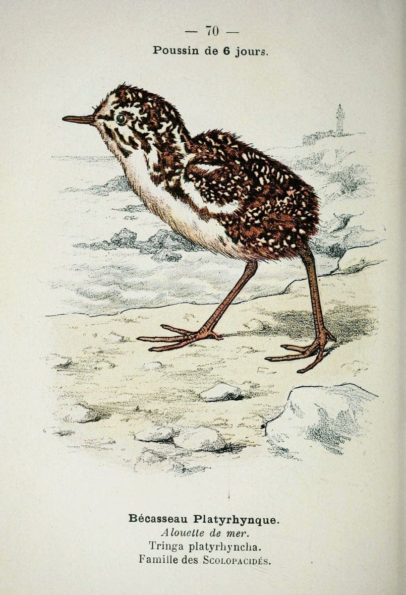 Atlas de poche des oiseaux de France, Suisse, et Belgique, utiles ou nuisibles :.Paris : | Atlases Belgium Birds France Switzerland | Vintage Print Reproduction 458688