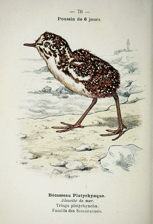 Atlas de poche des oiseaux de France, Suisse, et Belgique, utiles ou nuisibles :.Paris : | Atlases Belgium Birds France Switzerland | Vintage Print Reproduction 458688