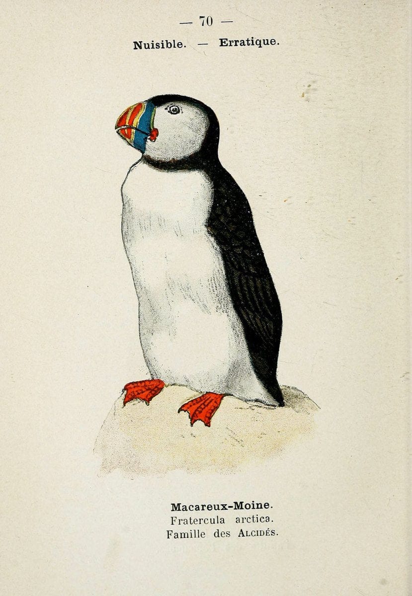 Atlas de poche des oiseaux de France, Suisse, et Belgique, utiles ou nuisibles. ser.1Par | Atlases Belgium Birds France Switzerland SIL | Vintage Print Reproduction 458689
