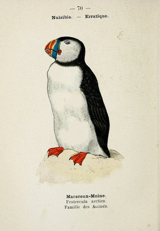 Atlas de poche des oiseaux de France, Suisse, et Belgique, utiles ou nuisibles. ser.1Par | Atlases Belgium Birds France Switzerland SIL | Vintage Print Reproduction 458689