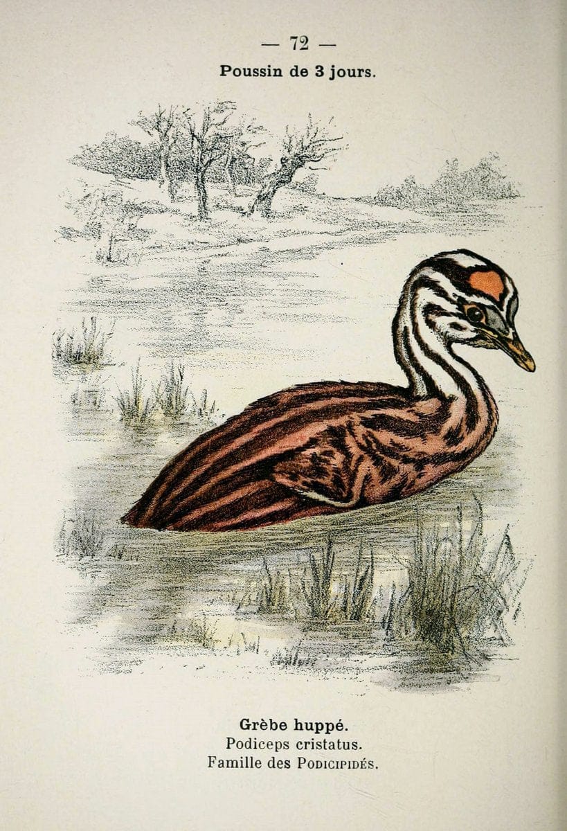 Atlas de poche des oiseaux de France, Suisse, et Belgique, utiles ou nuisibles :.Paris : | Atlases Belgium Birds France Switzerland | Vintage Print Reproduction 458692