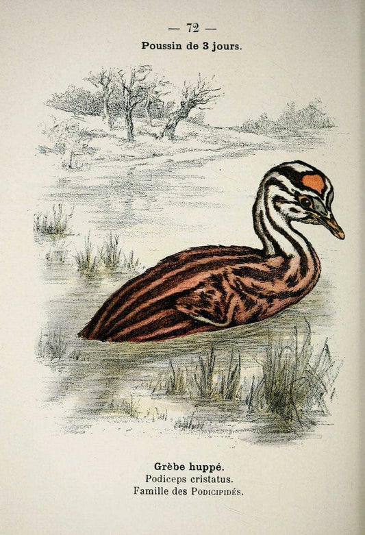 Atlas de poche des oiseaux de France, Suisse, et Belgique, utiles ou nuisibles :.Paris : | Atlases Belgium Birds France Switzerland | Vintage Print Reproduction 458692