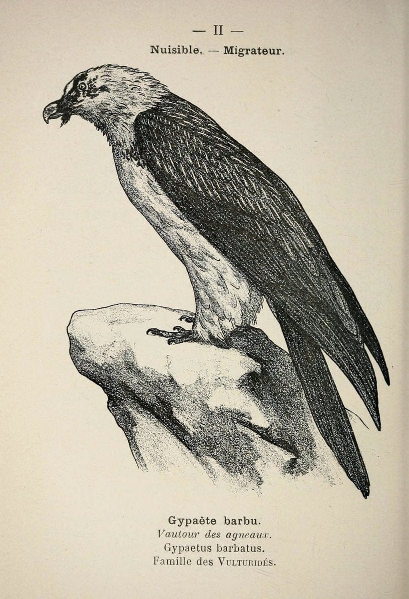 Atlas de poche des oiseaux de France, Suisse, et Belgique, utiles ou nuisibles :.Paris : | Atlases Belgium Birds France Switzerland | Vintage Print Reproduction 458695