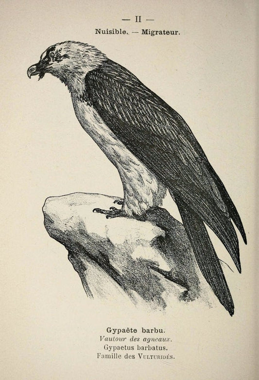 Atlas de poche des oiseaux de France, Suisse, et Belgique, utiles ou nuisibles :.Paris : | Atlases Belgium Birds France Switzerland | Vintage Print Reproduction 458695