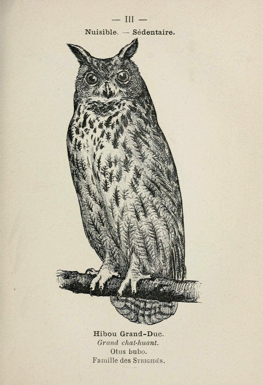Atlas de poche des oiseaux de France, Suisse, et Belgique, utiles ou nuisibles :.Paris : | Atlases Belgium Birds France Switzerland | Vintage Print Reproduction 458696
