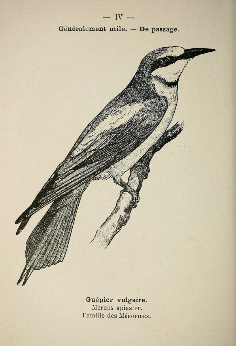 Atlas de poche des oiseaux de France, Suisse, et Belgique, utiles ou nuisibles :.Paris : | Atlases Belgium Birds France Switzerland | Vintage Print Reproduction 458697