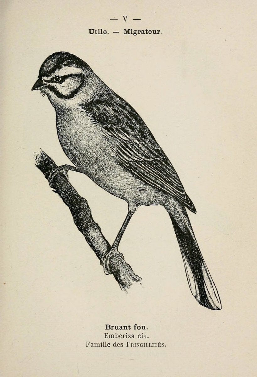 Atlas de poche des oiseaux de France, Suisse, et Belgique, utiles ou nuisibles :.Paris : | Atlases Belgium Birds France Switzerland | Vintage Print Reproduction 458698