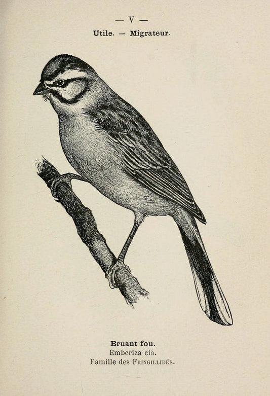Atlas de poche des oiseaux de France, Suisse, et Belgique, utiles ou nuisibles :.Paris : | Atlases Belgium Birds France Switzerland | Vintage Print Reproduction 458698
