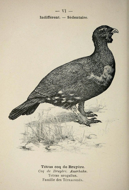 Atlas de poche des oiseaux de France, Suisse, et Belgique, utiles ou nuisibles :.Paris : | Atlases Belgium Birds France Switzerland | Vintage Print Reproduction 458699