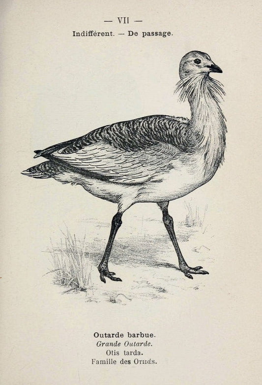 Atlas de poche des oiseaux de France, Suisse, et Belgique, utiles ou nuisibles :.Paris : | Atlases Belgium Birds France Switzerland | Vintage Print Reproduction 458700