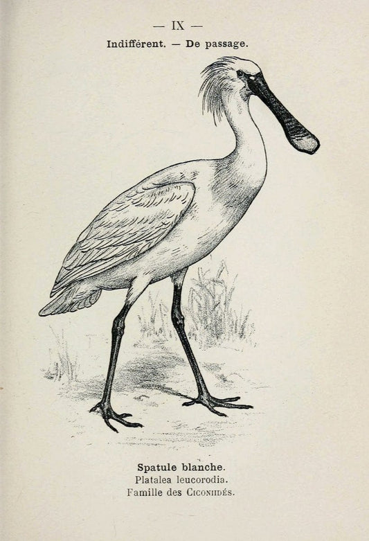 Atlas de poche des oiseaux de France, Suisse, et Belgique, utiles ou nuisibles :.Paris : | Atlases Belgium Birds France Switzerland | Vintage Print Reproduction 458703