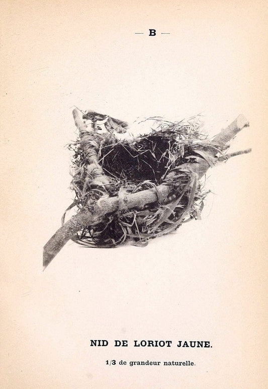Atlas de poche des oiseaux de France, Suisse, et Belgique, utiles ou nuisibles. ser.1Par | Atlases Belgium Birds France Switzerland SIL | Vintage Print Reproduction 458704