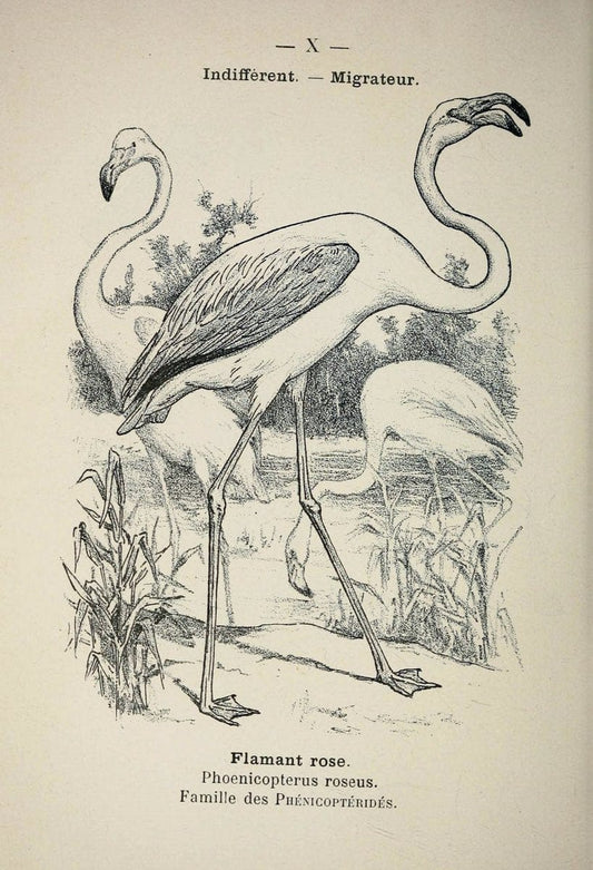 Atlas de poche des oiseaux de France, Suisse, et Belgique, utiles ou nuisibles :.Paris : | Atlases Belgium Birds France Switzerland | Vintage Print Reproduction 458705