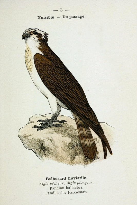 Atlas de poche des oiseaux de France, Suisse, et Belgique, utiles ou nuisibles :.Paris : | Atlases Belgium Birds France Switzerland | Vintage Print Reproduction 458706