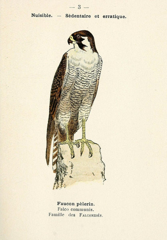 Atlas de poche des oiseaux de France, Suisse, et Belgique, utiles ou nuisibles. ser.1Par | Atlases Belgium Birds France Switzerland SIL | Vintage Print Reproduction 458707