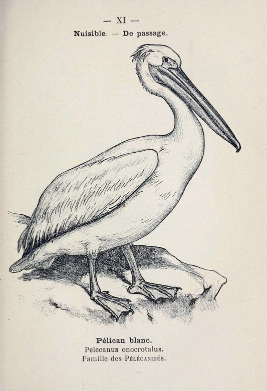 Atlas de poche des oiseaux de France, Suisse, et Belgique, utiles ou nuisibles :.Paris : | Atlases Belgium Birds France Switzerland | Vintage Print Reproduction 458708