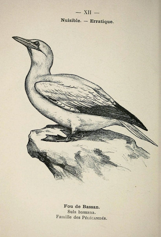 Atlas de poche des oiseaux de France, Suisse, et Belgique, utiles ou nuisibles :.Paris : | Atlases Belgium Birds France Switzerland | Vintage Print Reproduction 458710