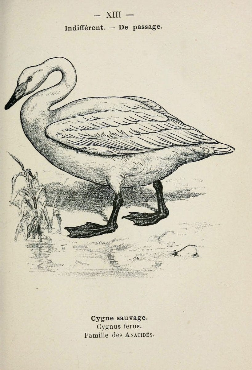 Atlas de poche des oiseaux de France, Suisse, et Belgique, utiles ou nuisibles :.Paris : | Atlases Belgium Birds France Switzerland | Vintage Print Reproduction 458711