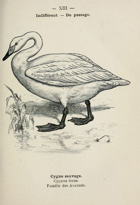 Atlas de poche des oiseaux de France, Suisse, et Belgique, utiles ou nuisibles :.Paris : | Atlases Belgium Birds France Switzerland | Vintage Print Reproduction 458711