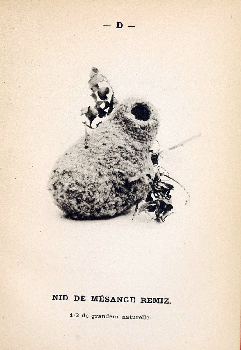 Atlas de poche des oiseaux de France, Suisse, et Belgique, utiles ou nuisibles. ser.1Par | Atlases Belgium Birds France Switzerland SIL | Vintage Print Reproduction 458712