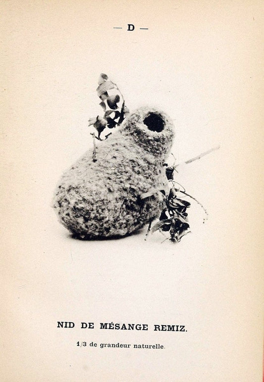 Atlas de poche des oiseaux de France, Suisse, et Belgique, utiles ou nuisibles. ser.1Par | Atlases Belgium Birds France Switzerland SIL | Vintage Print Reproduction 458712