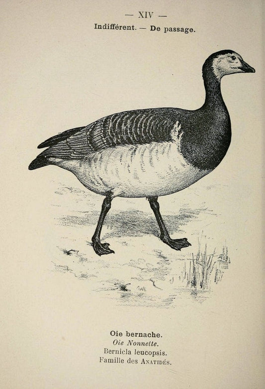 Atlas de poche des oiseaux de France, Suisse, et Belgique, utiles ou nuisibles :.Paris : | Atlases Belgium Birds France Switzerland | Vintage Print Reproduction 458713