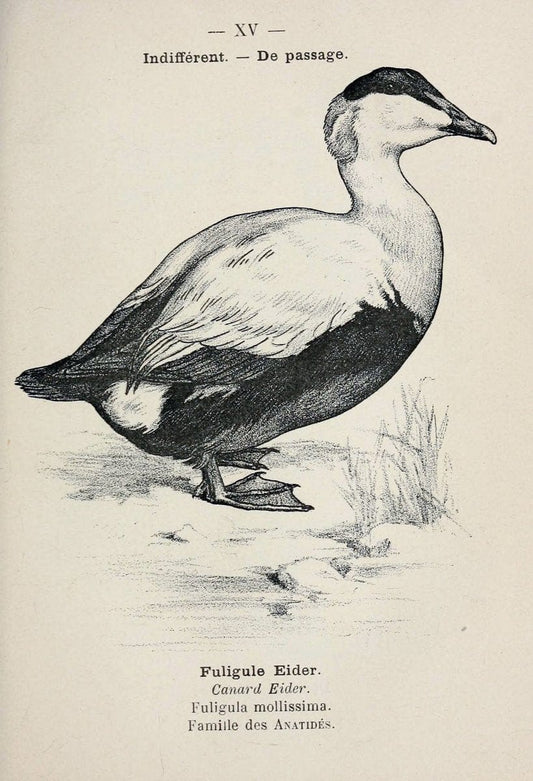 Atlas de poche des oiseaux de France, Suisse, et Belgique, utiles ou nuisibles :.Paris : | Atlases Belgium Birds France Switzerland | Vintage Print Reproduction 458714
