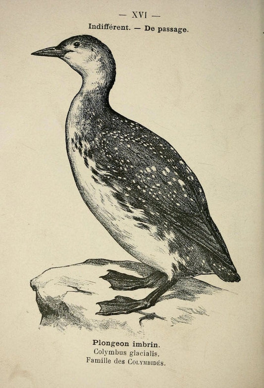 Atlas de poche des oiseaux de France, Suisse, et Belgique, utiles ou nuisibles :.Paris : | Atlases Belgium Birds France Switzerland | Vintage Print Reproduction 458715
