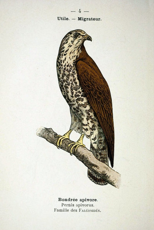 Atlas de poche des oiseaux de France, Suisse, et Belgique, utiles ou nuisibles :.Paris : | Atlases Belgium Birds France Switzerland | Vintage Print Reproduction 458717