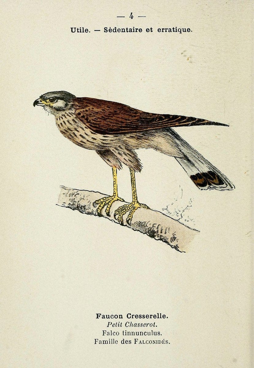 Atlas de poche des oiseaux de France, Suisse, et Belgique, utiles ou nuisibles. ser.1Par | Atlases Belgium Birds France Switzerland SIL | Vintage Print Reproduction 458718