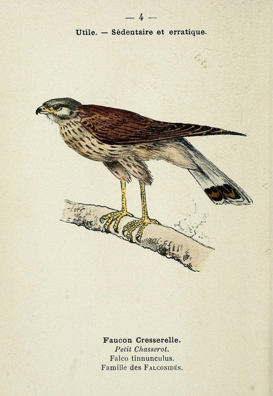 Atlas de poche des oiseaux de France, Suisse, et Belgique, utiles ou nuisibles. ser.1Par | Atlases Belgium Birds France Switzerland SIL | Vintage Print Reproduction 458718