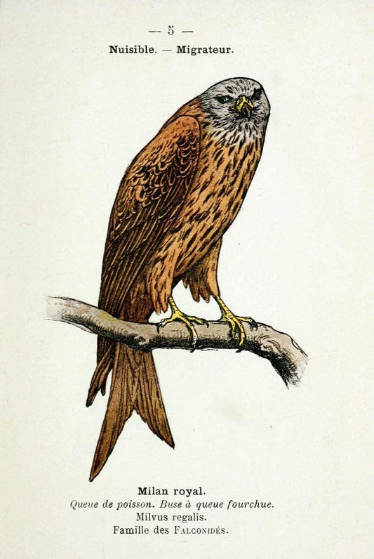 Atlas de poche des oiseaux de France, Suisse, et Belgique, utiles ou nuisibles :.Paris : | Atlases Belgium Birds France Switzerland | Vintage Print Reproduction 458719
