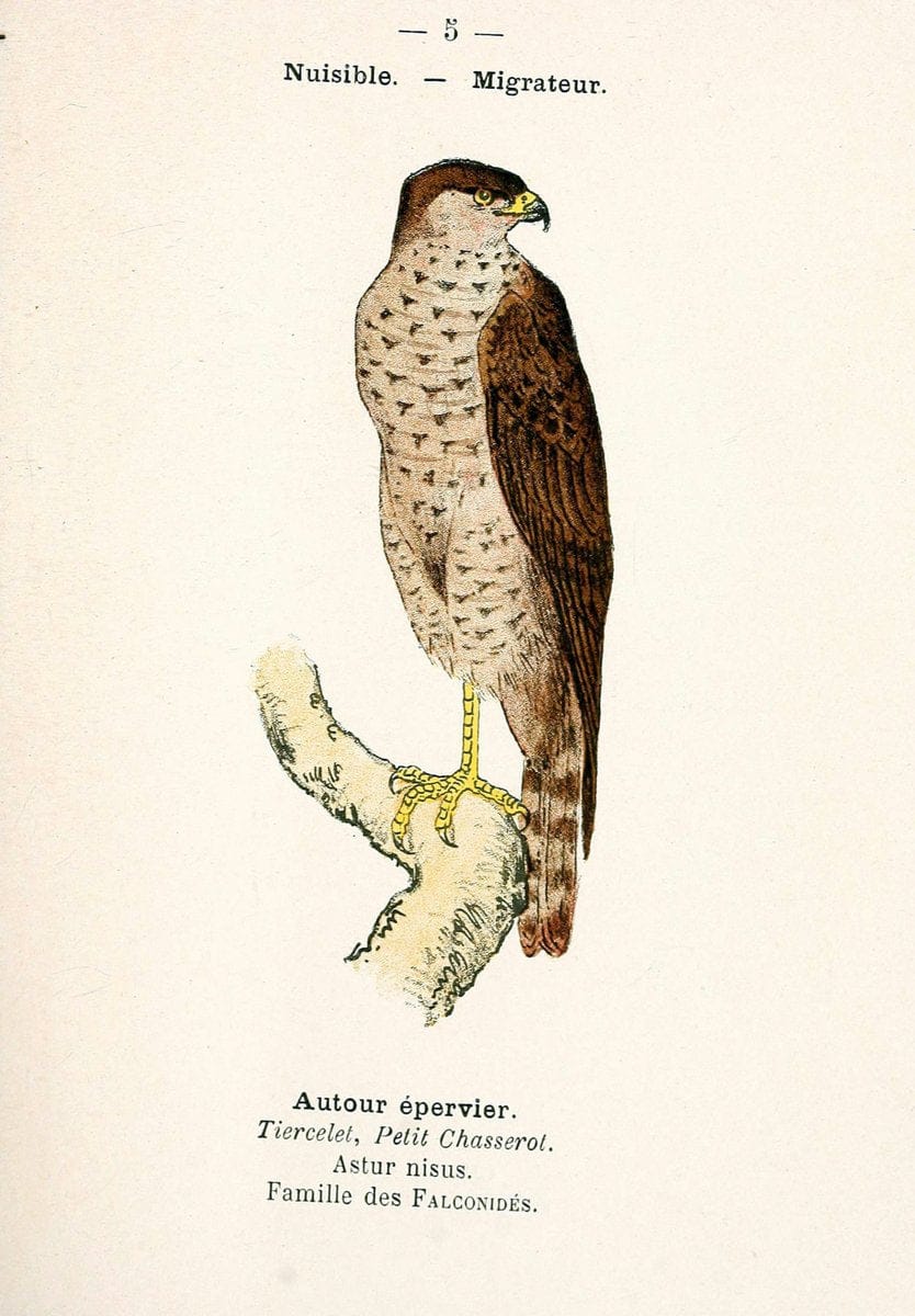 Atlas de poche des oiseaux de France, Suisse, et Belgique, utiles ou nuisibles. ser.1Par | Atlases Belgium Birds France Switzerland SIL | Vintage Print Reproduction 458720