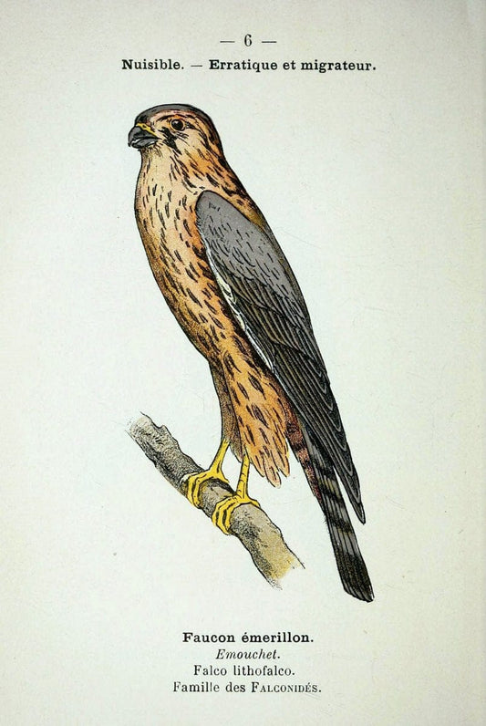 Atlas de poche des oiseaux de France, Suisse, et Belgique, utiles ou nuisibles :.Paris : | Atlases Belgium Birds France Switzerland | Vintage Print Reproduction 458721