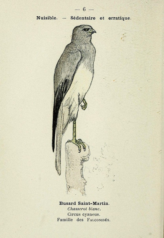 Atlas de poche des oiseaux de France, Suisse, et Belgique, utiles ou nuisibles. ser.1Par | Atlases Belgium Birds France Switzerland SIL | Vintage Print Reproduction 458722